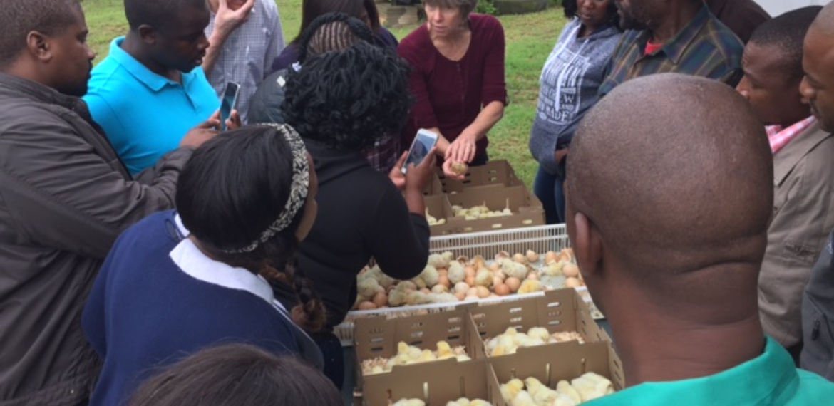 Poultry Project South Africa | World Poultry Foundation