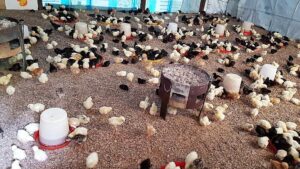 World Poultry Foundation - Nigerian Visit 2017