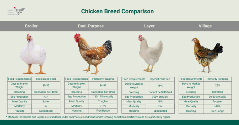 5 Best Dual-Purpose Chicken Breeds