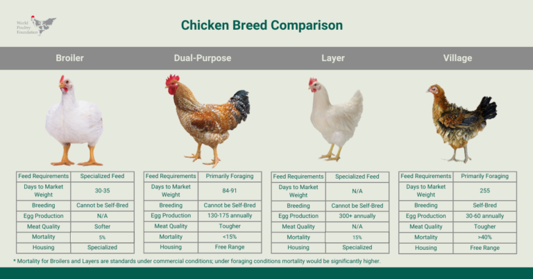 Versatility and Health Benefits of Chicken Breast: Delicious Journey with DD  Poultry - D&D Poultry